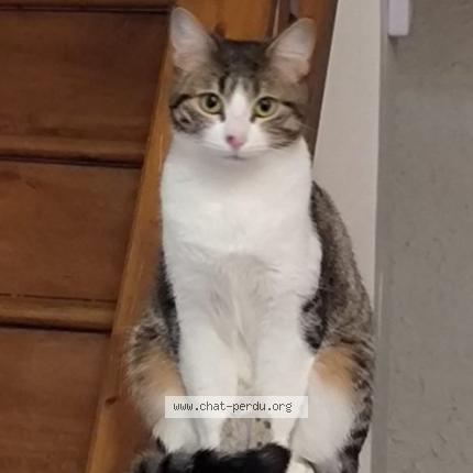 Foto 1/1 Bijoux Chat perdido en Saint laurent du pont