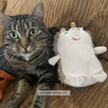 Foto 1/1 HERMIONE Chat perdido en Neuville en ferrain