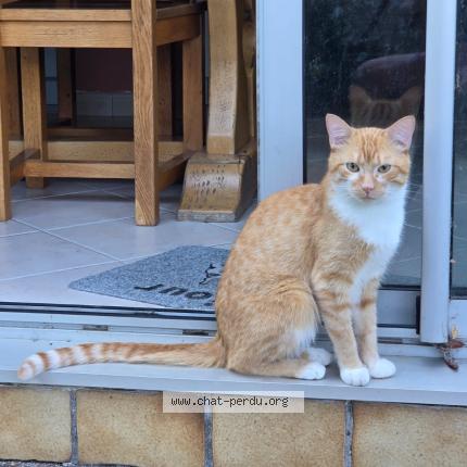 Foto 1/1 Sneaky Chat perdido en 95130 franconville