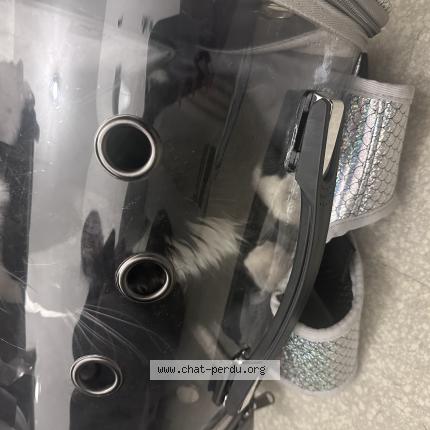 Foto 1/1 Gato encontrado Encontrado en Paris