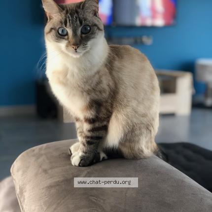 Foto 1/1 Minette Chat perdido en Girancourt