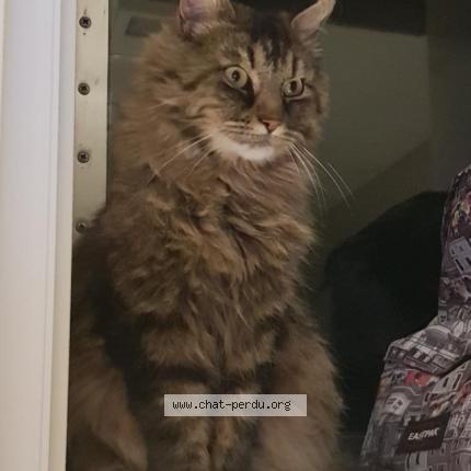 Foto 1/1 Ganesh Chat perdido en Belvedere campomoro