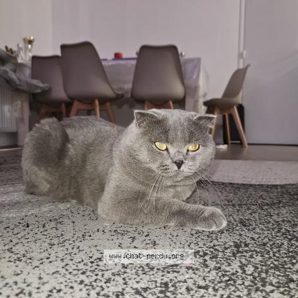 Foto 1/1 Mishka Chat perdido en Menton