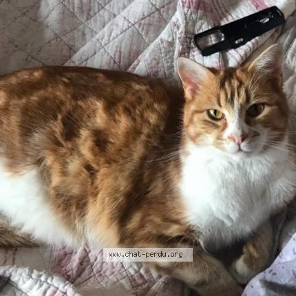 Foto 1/1 PONPON Chat perdido en Saint chamond