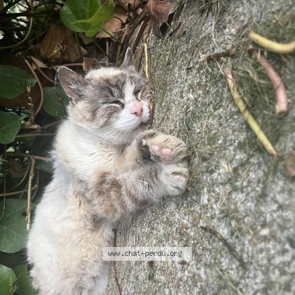 Foto 1/1 Gato encontrado Encontrado en Ste foy les lyon