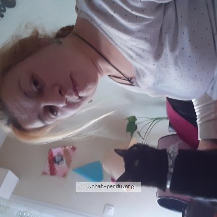 Foto 2/2 Comette Chat perdido en Montebourg