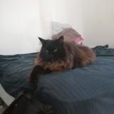 Foto del gato perdido en Thonon Les Bains