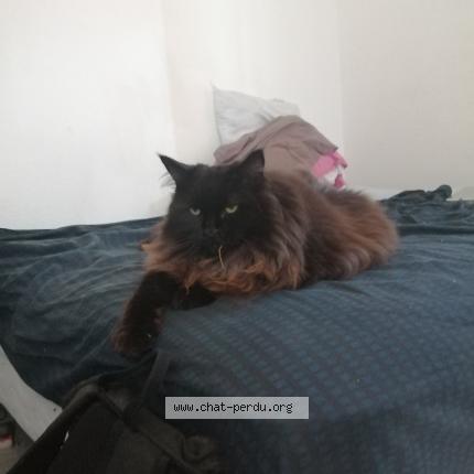 Foto 1/1 gregory yvert Chat perdido en Thonon les bains