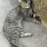 Foto del gato perdido en Saint Fons Venissieux