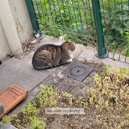 Foto 1/1 Gato encontrado Encontrado en Nancy