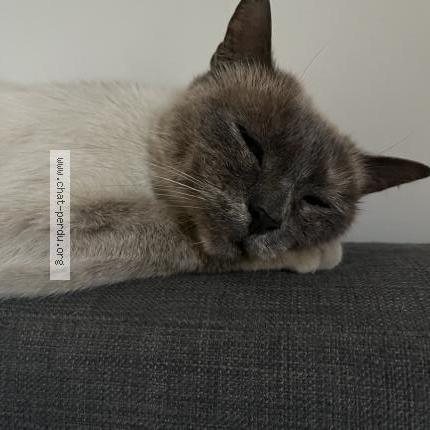 Foto 1/3 Gato encontrado Encontrado en Begles