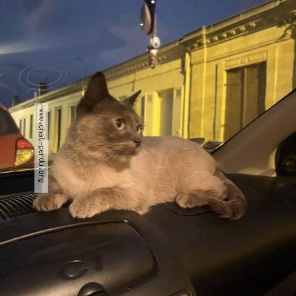 Foto 2/3 Gato encontrado Encontrado en Begles