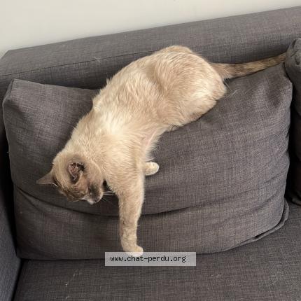 Foto 3/3 Gato encontrado Encontrado en Begles