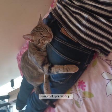 Foto 1/1 Maxou Chat perdido en Montreuil