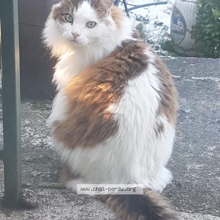 Foto 1/1 Velours Chat perdido en Linas montlhery