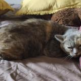 Foto del gato perdido en 54560 Anderny