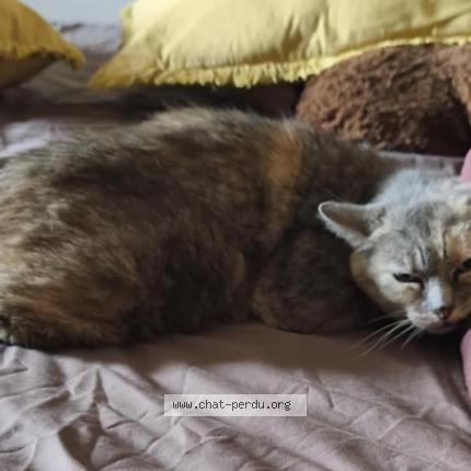 Foto 1/1 Gato encontrado Perdido en 54560 anderny