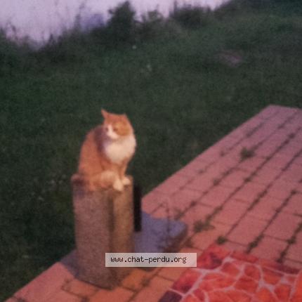 Foto 1/1 Rouky Chat perdido en Saint hilaire de riez