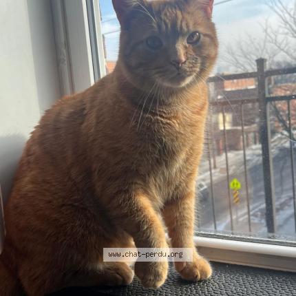 Foto 1/1 Appolon Chat perdido en St hubert