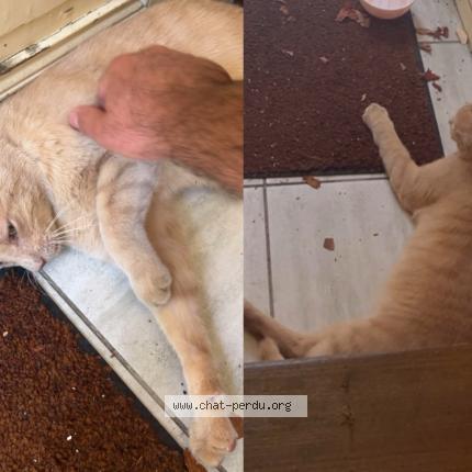 Foto 1/1 Gato encontrado Encontrado en Soyaux