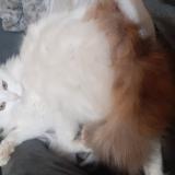 Foto del gato perdido en Saint Macaire Du Bois