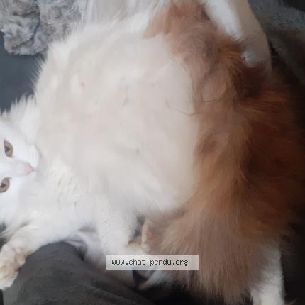 Foto 1/1 CHOUPETTE Chat perdido en Saint macaire du bois