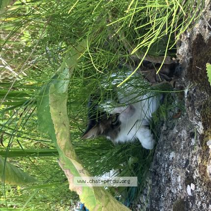 Foto 1/1 Blueblue Chat perdido en Couches