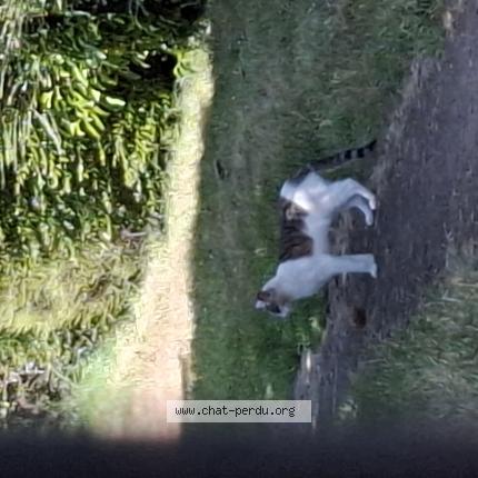 Foto 1/1 Gato encontrado Encontrado en Plerin