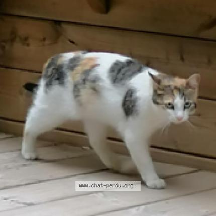 Foto 1/1 NOUGATINE Chat perdido en Milhaud