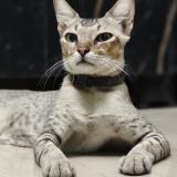 Foto del gato perdido en Chennai