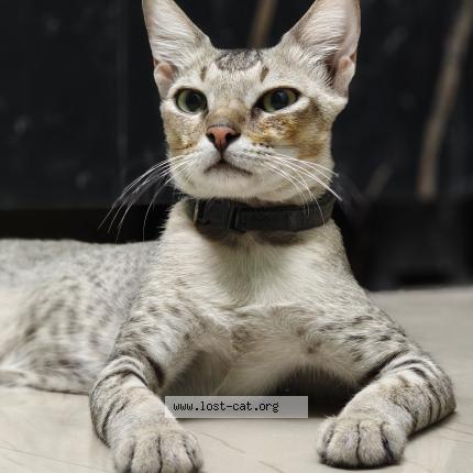 Foto 1/1 Cheeto Chat perdido en Chennai