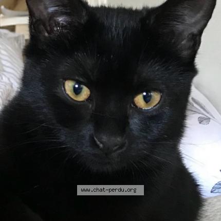 Foto 1/1 Noiraude Chat perdido en Velizy villacoublay