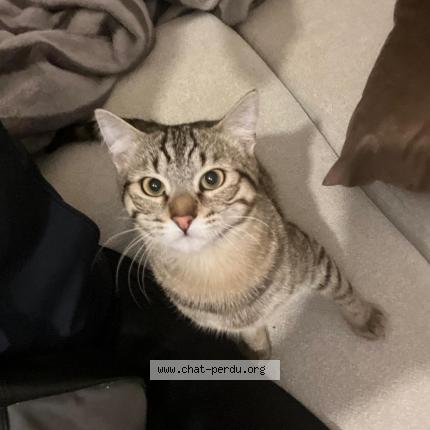 Foto 1/1 Anoki Chat perdido en La tour de salvagny