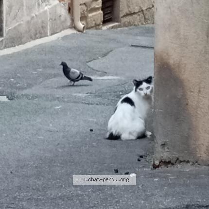 Foto 1/1 Gato encontrado Encontrado en Grasse