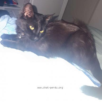 Foto 1/1 Cookie Chat perdido en Merignac