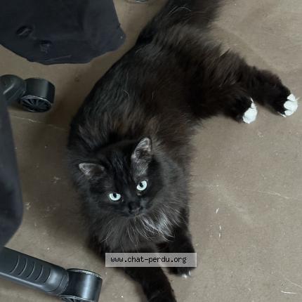 Foto 1/1 Prada Chat perdido en Paris