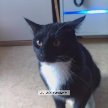 Foto 1/1 Tigrou Chat perdido en Creil