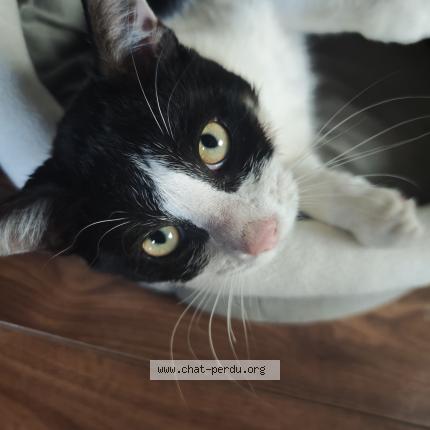 Foto 1/1 Shadow Chat perdido en Wauthier braine