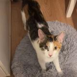 Foto del gato perdido en Angers