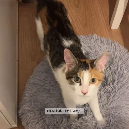 Foto 1/1 Freya Chat perdido en Angers