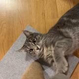 Foto del gato perdido en Puidoux