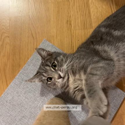 Foto 1/1 Zaza Chat perdido en Puidoux