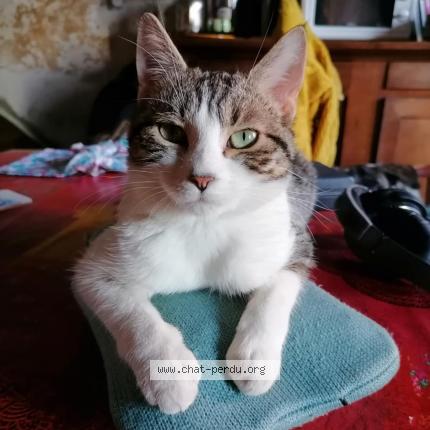 Foto 1/1 Yusu "youzou" Chat perdido en Guigny