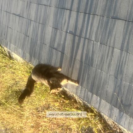 Foto 1/1 Gato encontrado Encontrado en Saint jacques de la lande