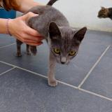 Foto de gato encontrado en Renescure