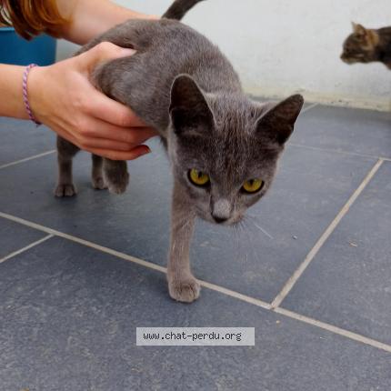 Foto 1/1 Gato encontrado Encontrado en Renescure