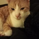 Foto del gato perdido en Saint Priest