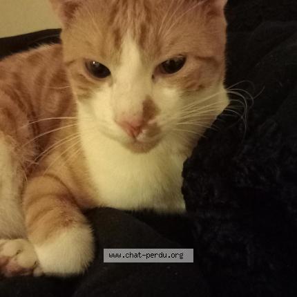 Foto 1/1 Spirou Chat perdido en Saint priest