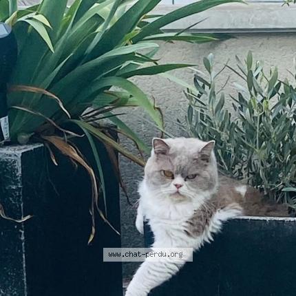 Foto 1/1 Socrathe Chat perdido en Reims