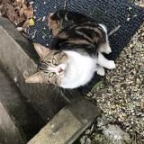 Foto del gato perdido en Coutras